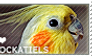 I love Cockatiels