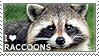 I love Raccoons