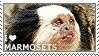 I love Marmosets by WishmasterAlchemist