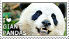 I love Giant Pandas