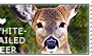 I love White-tailed Deer