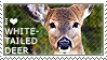 I love White-tailed Deer