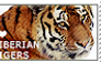 I love Siberian Tigers