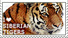 I love Siberian Tigers