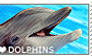I love Dolphins