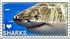 I love Sharks by WishmasterAlchemist