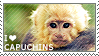 I love Capuchins by WishmasterAlchemist