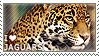 I love Jaguars by WishmasterAlchemist