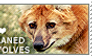 I love Maned Wolves