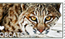 I love Bobcats