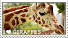 I love Giraffes