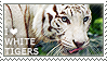 I love White Tigers by WishmasterAlchemist