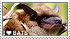 I love Bats