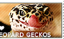 I love Leopard Geckos