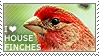 I love House Finches