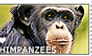 I love Chimpanzees
