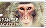 I love Japanese Macaques