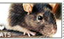 I love Rats