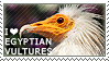 I love Egyptian Vultures