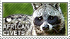 I love African Civets