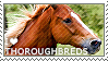 I love Thoroughbreds