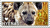 I love Hyenas