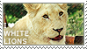 I love White Lions by WishmasterAlchemist
