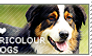 I love Tricolour Dogs