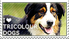 I love Tricolour Dogs