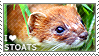 I love Stoats by WishmasterAlchemist on DeviantArt