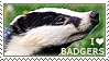 I love Badgers
