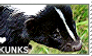 I love Skunks