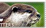 I love Otters