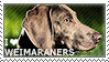 I love Weimaraners