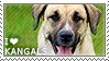 I love Kangal Dogs by WishmasterAlchemist