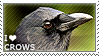 I love Crows by WishmasterAlchemist