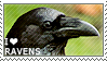 I love Ravens by WishmasterAlchemist