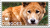 I love Dingoes