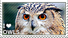 I love Owls