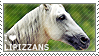 I love Lipizzans