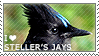 I love Steller's Jays