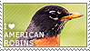 I love American Robins