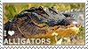 I love Alligators