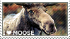 I love Moose