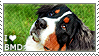 I love Bernese Mountain Dogs