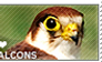 I love Falcons