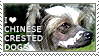 I love Chinese Crested Dogs by WishmasterAlchemist