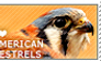 I love American Kestrels