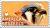 I love American Kestrels by WishmasterAlchemist