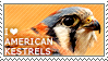 I love American Kestrels